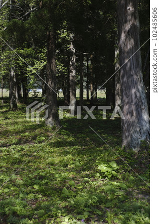 Forest scenery with beautiful sunbeams 102485606