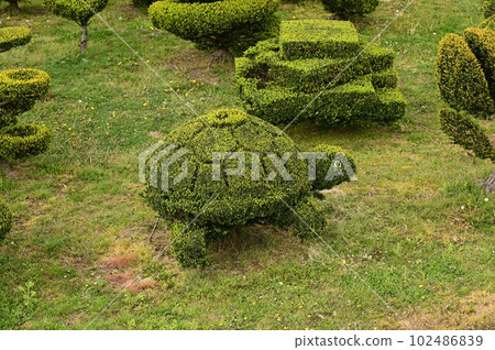 引人注目的植物 引人注目的植物 102486839