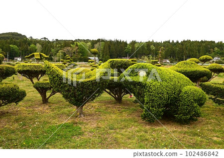 eye-catching plants 102486842