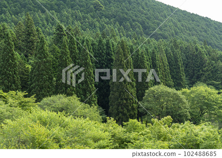 The fresh green forest of Lake Tanuki The fresh green forest of Lake Tanuki 102488685