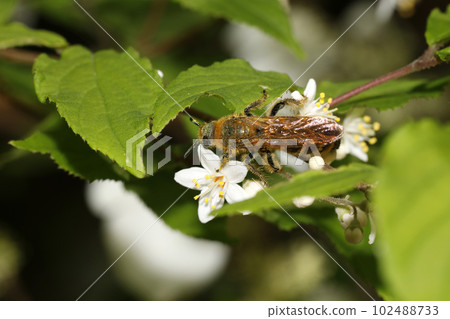 Swallowtail熊束 102488733