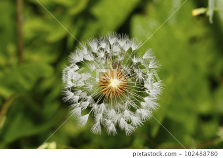 Dandelion's fluff Dandelion's fluff 102488780