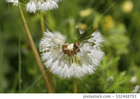 Dandelion's fluff 102488781