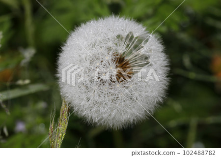 Dandelion's fluff 102488782
