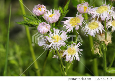 Himejoon flower 102489306