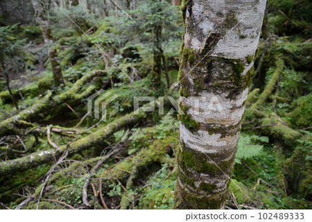 被苔蘚覆蓋的Shirabiso的Kita Yatsugatake森林的景色 102489333