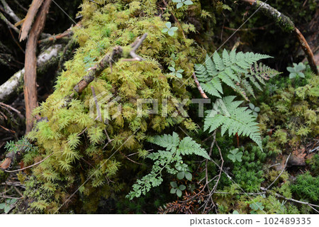 北八岳風景 苔蘚覆蓋的森林地面 102489335