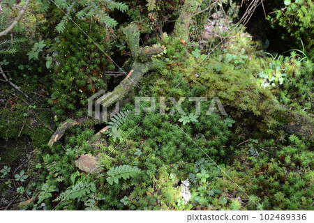 北八岳風景 苔蘚覆蓋的森林地面 102489336