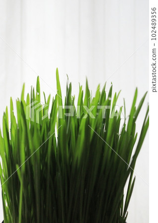 beautiful cat grass 102489356