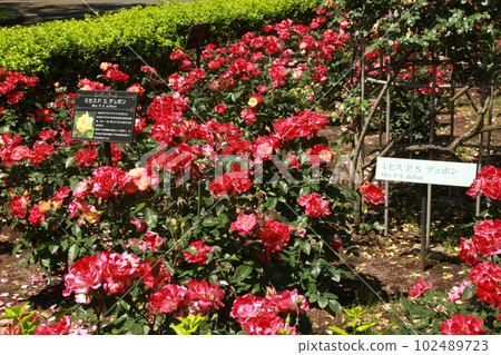 I walked the flower bed of the Setagaya playground 102489723