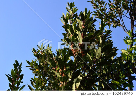 月桂花在天空中閃耀 102489740
