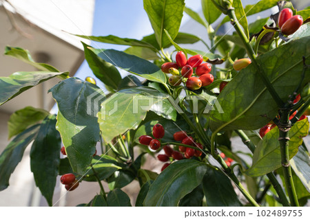 公寓花園裡的青木紅色漿果(一月) 公寓花園裡的青木紅色漿果(一月) 102489755