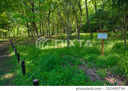 沿著嵐山溪谷散步，清新的綠色風景，武藏的小京都 102489784