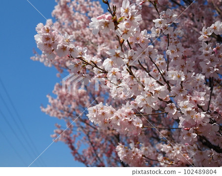 Hanamiyama 102489804