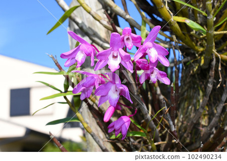 一個粉紅色的sekkok 102490234