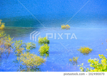 Oku Shimango湖的被淹沒的森林 102490870