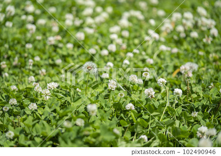 Dandelion fluff on clumps of white clover 102490946