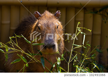 EOSR6. Okayama city, capybara seems to be dissatisfied with food. 102491066