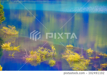 Submerged forest and reflection 3 Submerged forest and reflection 3 102491102