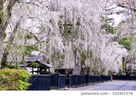 陸奧角館武士住宅街 垂枝櫻花盛開的小京都 102491574