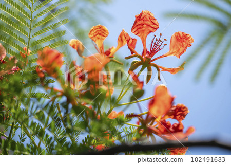 鳳凰木 102491683