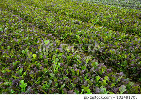 Rows of harvest of mustard leaf on the field Rows of harvest of mustard leaf on the field 102491703