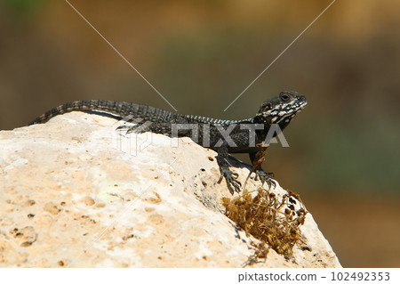 lizard sits on a big stone in the city 102492353