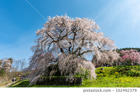 《Nara Prefecture》 Matabei Sakura 102492379