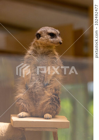 EOSR6.岡山市，毛茸茸的貓鼬。 102492477