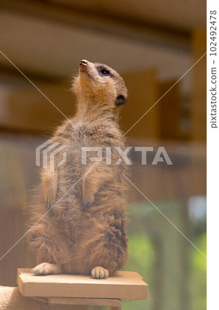 EOSR6.一隻想在岡山市飛翔的貓鼬。 102492478