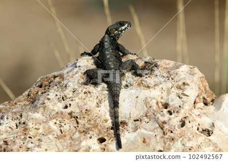 lizard sits on a big stone in the city 102492567