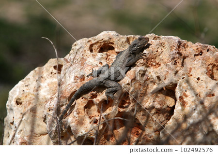 lizard sits on a big stone in the city 102492576