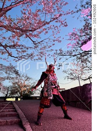 姬路城的櫻花在夜間被燈光照亮,看點十足 姬路城的櫻花在夜間被燈光照亮,看點十足 102492608