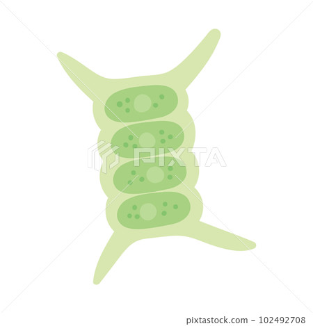 鬆散可愛的魷魚 鬆散可愛的魷魚 102492708
