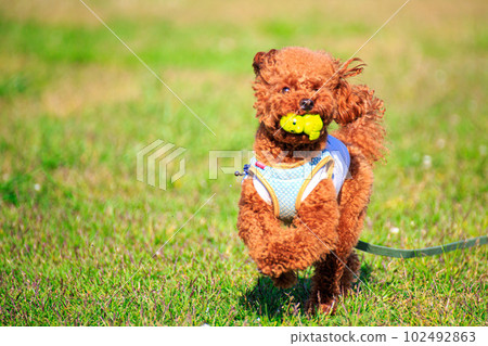 玩具貴賓犬快樂地奔跑和玩耍 102492863