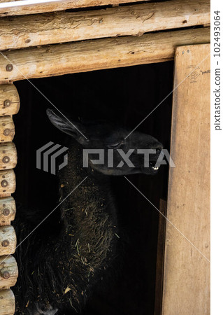 EOSR6. Okayama city, black llama and hut of darkness. EOSR6. Okayama city, black llama and hut of darkness. 102493064