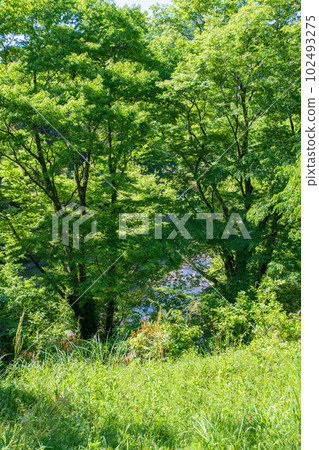 嵐山溪谷沿線，展望台附近的景色，綠意盎然的景色，武藏的小京都 102493275