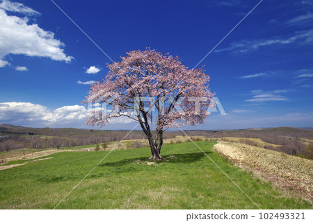 A single Ezoyama cherry tree and streaky clouds in the grassland A single Ezoyama cherry tree and streaky clouds in the grassland 102493321