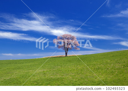 A single Ezoyama cherry tree and streaky clouds in the grassland 102493323