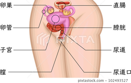 女性生殖器位置圖日語 女性生殖器位置圖日語 102493527
