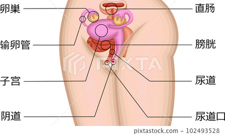 Female genitalia position illustration Chinese 102493528