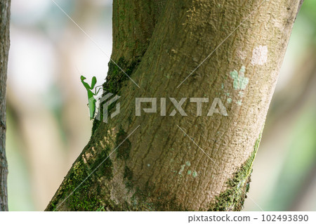 Hierodula patellifera 爬樹 102493890