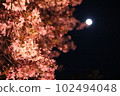 Sakura and moon at night 102494048