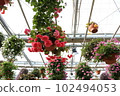 Flowers 102494053