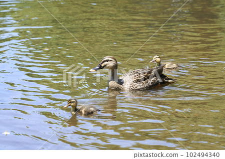 生活在公園池塘里的斑嘴鴨的父母和孩子 102494340