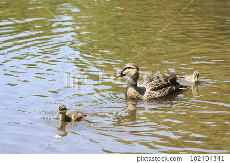 生活在公園池塘里的斑嘴鴨的父母和孩子 102494341