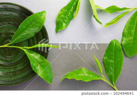 fresh tea leaves fresh tea leaves 102494641