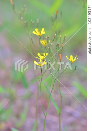 Nigana 開花在領域 102495174