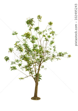 Millingtonia hortensis tree isolated 102495243