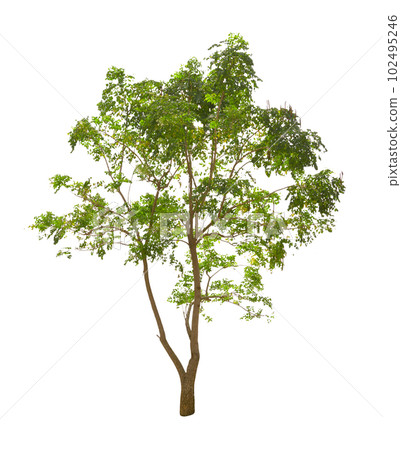 Millingtonia hortensis tree isolated 102495246